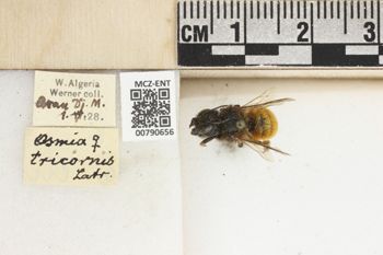 Media type: image;   Entomology 790656 Aspect: Labels